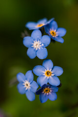 Blue flowers Forget-me-nots (Myosotis) view from above, blurred background. Shallow depth of field.