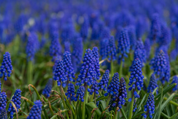 Close-up side view of Muscari armeniacum (also known as Armenian grape hyacinth) flowers in a sunny spring day. Abstract blue natural background. Soft focus. Beauty in nature theme.
