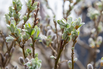 Close-up view of first leaves and catkin flowers of Salix myrtilloides (swamp willow) plant in a sunny spring day. Soft focus. Abstract natural background. Beauty in nature theme.