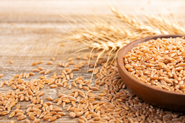 Wheat in a plate on a wooden table and dry yellow ears.