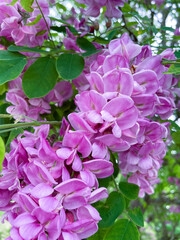 Rosarotblühende Robinie, Robinie Casque Rougemit rosa Violet färbenden Blüten am Baum