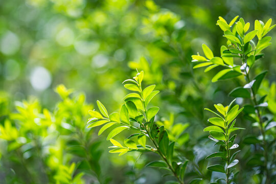 Close up of green leaves of boxwood with blurred background. Shallow depth of field.