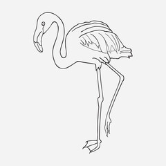 Flamingo hand drawn on white background illustration. - 790352901