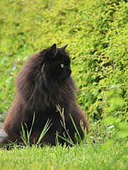 Naklejka na ściany i meble black fluffy cat sits and looks to the side