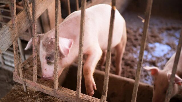 Raising pigs in dirty barns.
