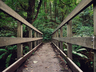 Wooden bridge in the forest