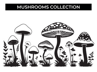 Group of Mushrooms on White Background
