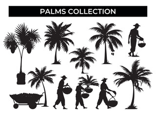 Palm Trees and Palm Tree Silhouettes