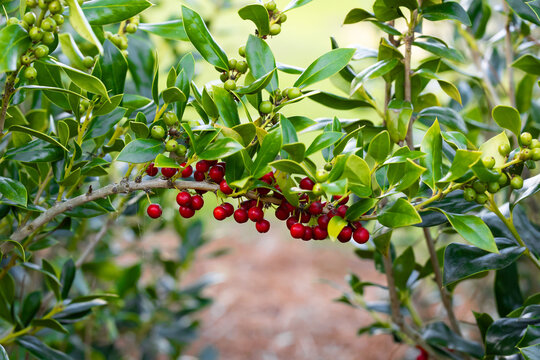 Green plant with red fruits