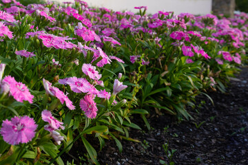 Garden with pink flowers and green leaves