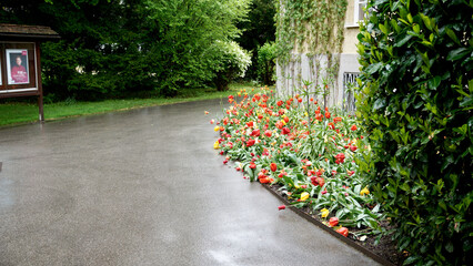 Kurpark in Bad Reichenhall bei Regenwetter mit Tulpen und anderen Blumen vom Regen niedergedrückt