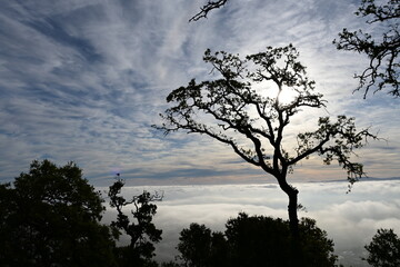 silhouette of a tree in the sunset