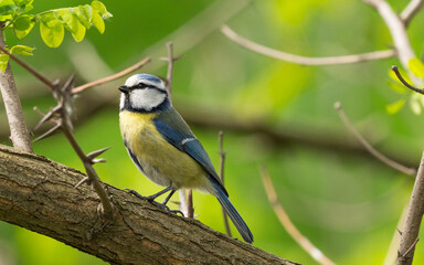 Eurasian blue tit on branch