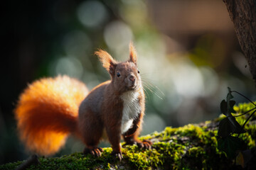 Red Squirrel