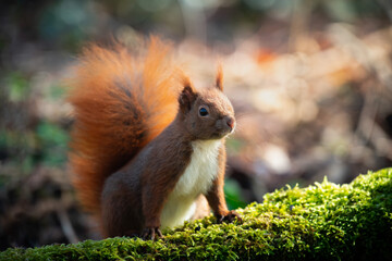 Red Squirrel