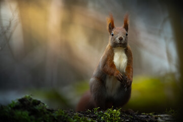 Red Squirrel