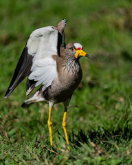 A wattled lapwing with open wings photographed in South Africa.