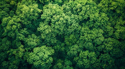 Naklejka premium Aerial top view of green trees in forest. Drone view of dense green tree captures CO2. Green tree nature background for carbon neutrality and net zero emissions concept.