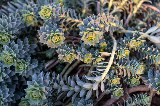 Myrtle Spurge or Euphoriba Myrsinites growing on a garden wall..Close-up macro photography at sunset.