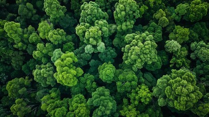 Aerial top view of green trees in forest. Drone view of dense green tree captures CO2. Green tree nature background for carbon neutrality and net zero emissions concept. - obrazy, fototapety, plakaty