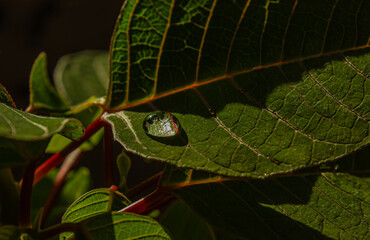 Macro Waterdrop after the rain on a green leave, selective focus. Green leaf with waterdrop close...