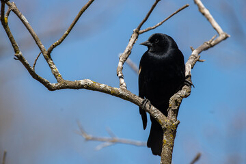 Red-winged blackbird