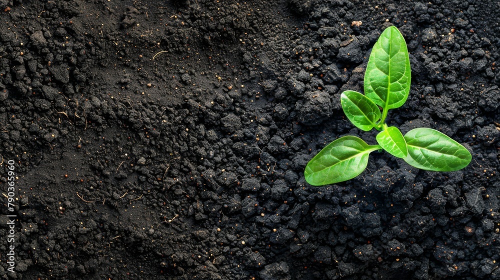 Poster seedling and plant growing in soil and copy space for insert text