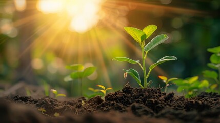 Seedling are growing in the soil with sunlight.The world wide platform to plant trees.Planting trees to reduce global warming.