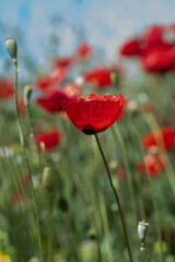 Anemone coronaria, known as the poppy anemone, Spanish marigold, or windflower in spring season
