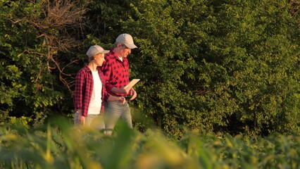 Naklejka na ściany i meble Man and woman agronomist going at corn field with tablet inspection control slowmo. Two farmer agricultural worker examining maize seedling plantation gardening organic plant production at sunset