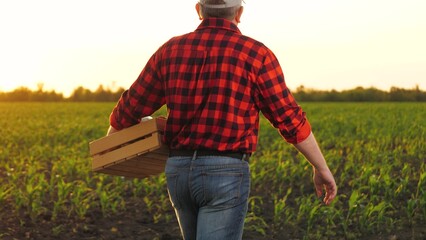 Man farmer agronomist carrying crate with vegetable harvest at sunset field closeup slowmo. Male agricultural worker going with fresh vitamin organic crop wooden box countryside plantation back view - obrazy, fototapety, plakaty