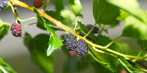 wild fresh black mulberry fruit - morus nigra - growing on the tree, the fruit is a compound cluster of several small drupes that are dark purple, almost black when ripe
