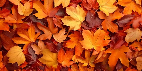 Naklejka na ściany i meble Autumn leaves natural colorful background