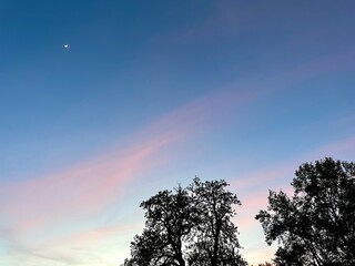 Fototapeta na wymiar Crescent Moonrise: Trees Gracing the Twilight Sky with Pink Wisps