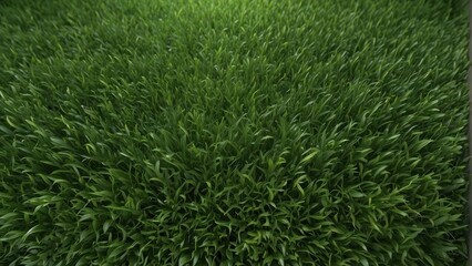Lush green grass with a soft blurred background