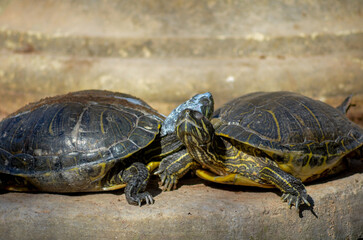 Turtle on Sunlit Rock Minimalistic Wildlife Photography of Nature's Tranquility, Sunbathing on a Rock, Nestled Close Together in a Display of Affection,Turtle on the rook havening sunbathe