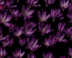 Seamless realistic purple colchicum flowers pattern, Spring wallpaper design. Generative ai