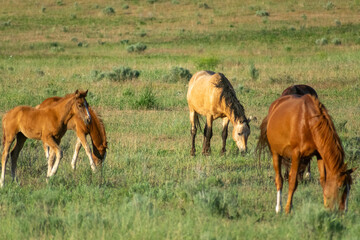 Wild Horses, Yakima Washington