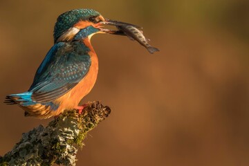 Kingfisher perched on a tree branch with its catch.