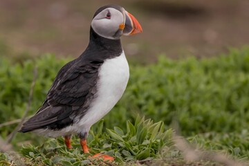 Obraz premium Puffin bird on Farne Islands.