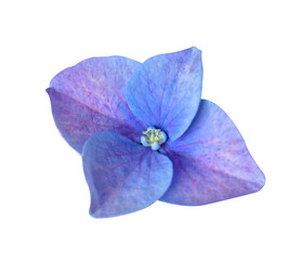 Single Blue and Purple Hydrangea Flower Isolated on transparent Background with clipping mask.