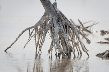 Close-up shot of the dried root of a mangrove that comes out of the water surface due to lack of...