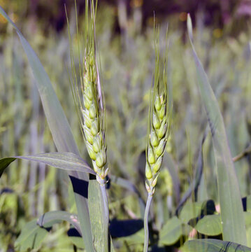 wheat in field close-up photo