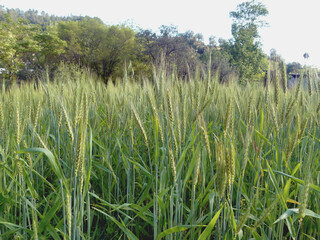 wheat field stock photo