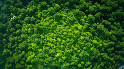 Green natural forest aerial view. Environment concept.
