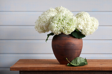white hydrangeas in a clay jug, a rural still life with garden flowers.
