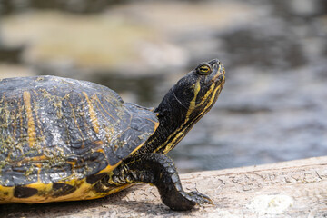 Yellow-bellied Slider on Log in Pond