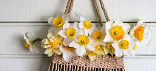 bouquet of daffodils in a woven bag on the wall, a floral background.