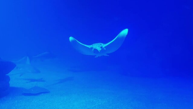 An electric stingray in an aquarium swims underwater close-up. Stingray is a sea and ocean animal that swims at depth. Oceanarium in Spain. Underwater video shooting.