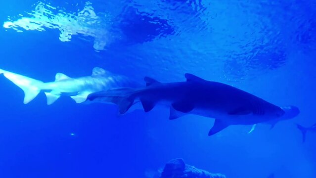 Shark in the aquarium. White shark underwater close-up. Oceanarium in Valencia in Spain. Diving with sharks at the aquarium. Dangerous predator shark.	